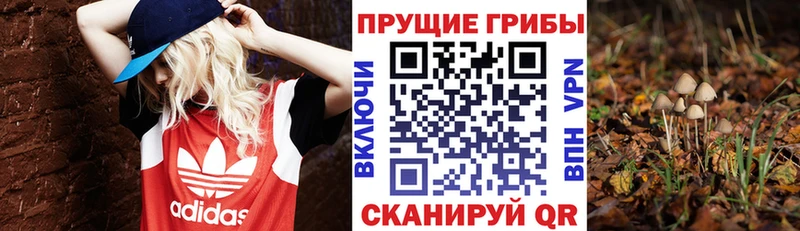 кракен онион  Кинель  Псилоцибиновые грибы ЛСД 